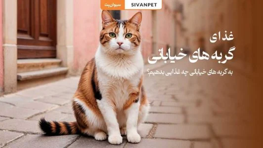 به گربه های خیابانی چه غذایی بدهیم؟