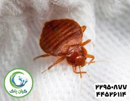 سمپاشی مهم ترین اقدامات بعد از سمپاشی ساس که نباید فراموش کنید