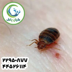 سمپاشی مهم ترین اقدامات بعد از سمپاشی ساس که نباید فراموش کنید