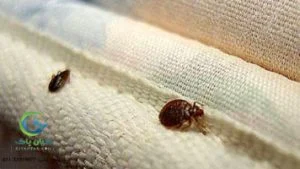 سمپاشی مهم ترین اقدامات بعد از سمپاشی ساس که نباید فراموش کنید