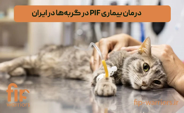 درمان FIP در گربه‌ها: راهکارهای موجود در ایران و چالش‌های پیش رو