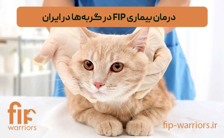 درمان FIP در گربه‌ها: راهکارهای موجود در ایران و چالش‌های پیش رو