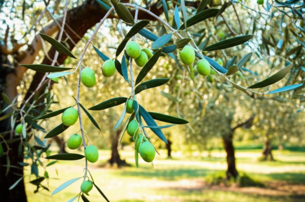 خلاصه کتاب به عطر سبز زیتون - مروری جامع